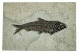 Detailed Fossil Fish (Knightia) - Huge For Species #251868-1